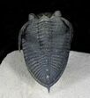 Arched Zlichovaspis Trilobite - Great Preparation #22550-3